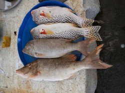 Tavira - Fish Gastronomy Tour by @ Ramon F Velasquez @ Wikimedia.org