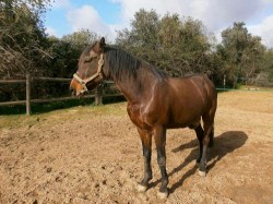 Albufeira Riding Centre